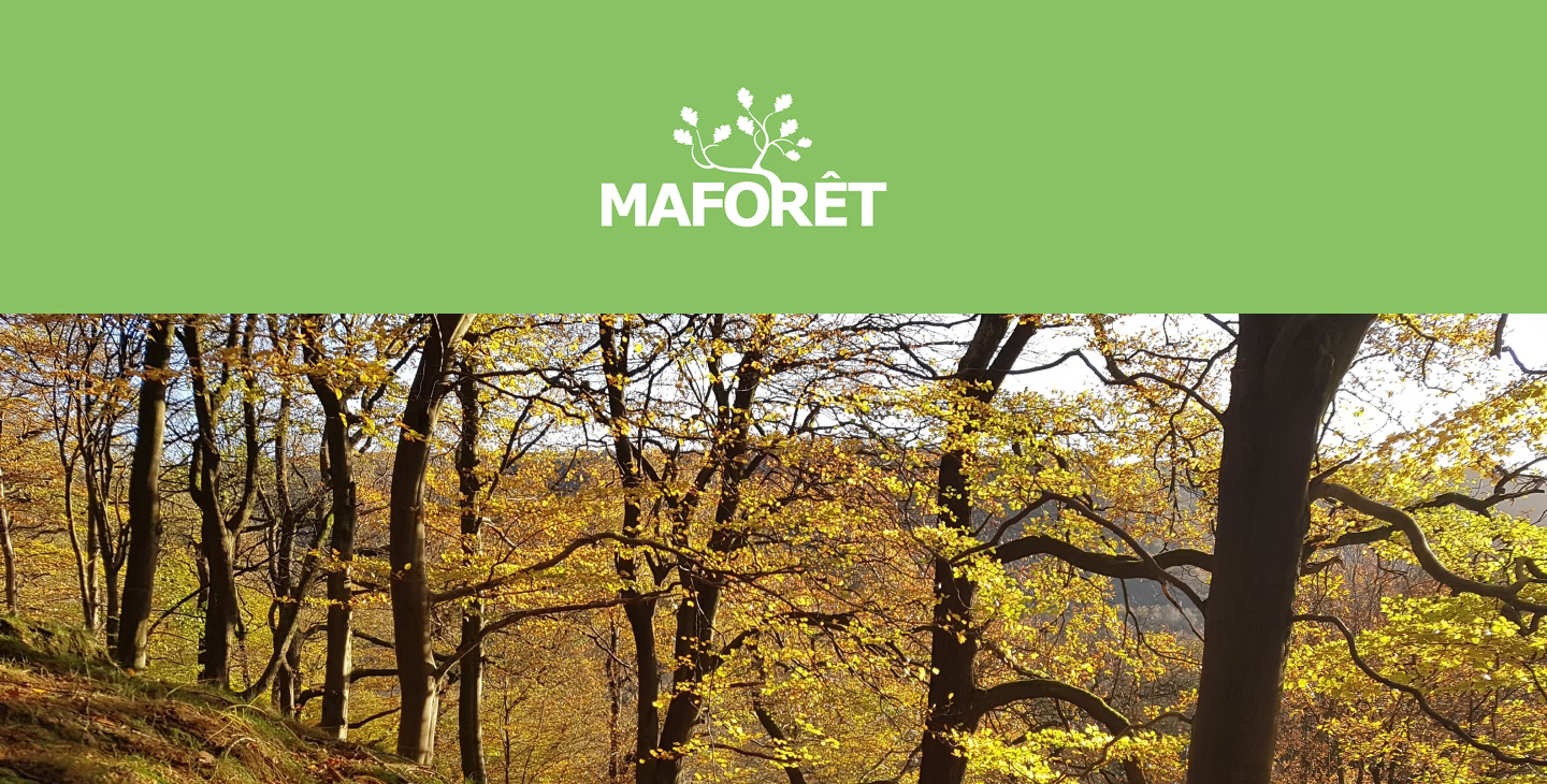 Paysage forestier aux couleurs d’automne illustrant la démarche MaForêt en faveur de la préservation et de la gestion durable des forêts.